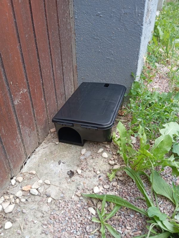 Intervention dératisation