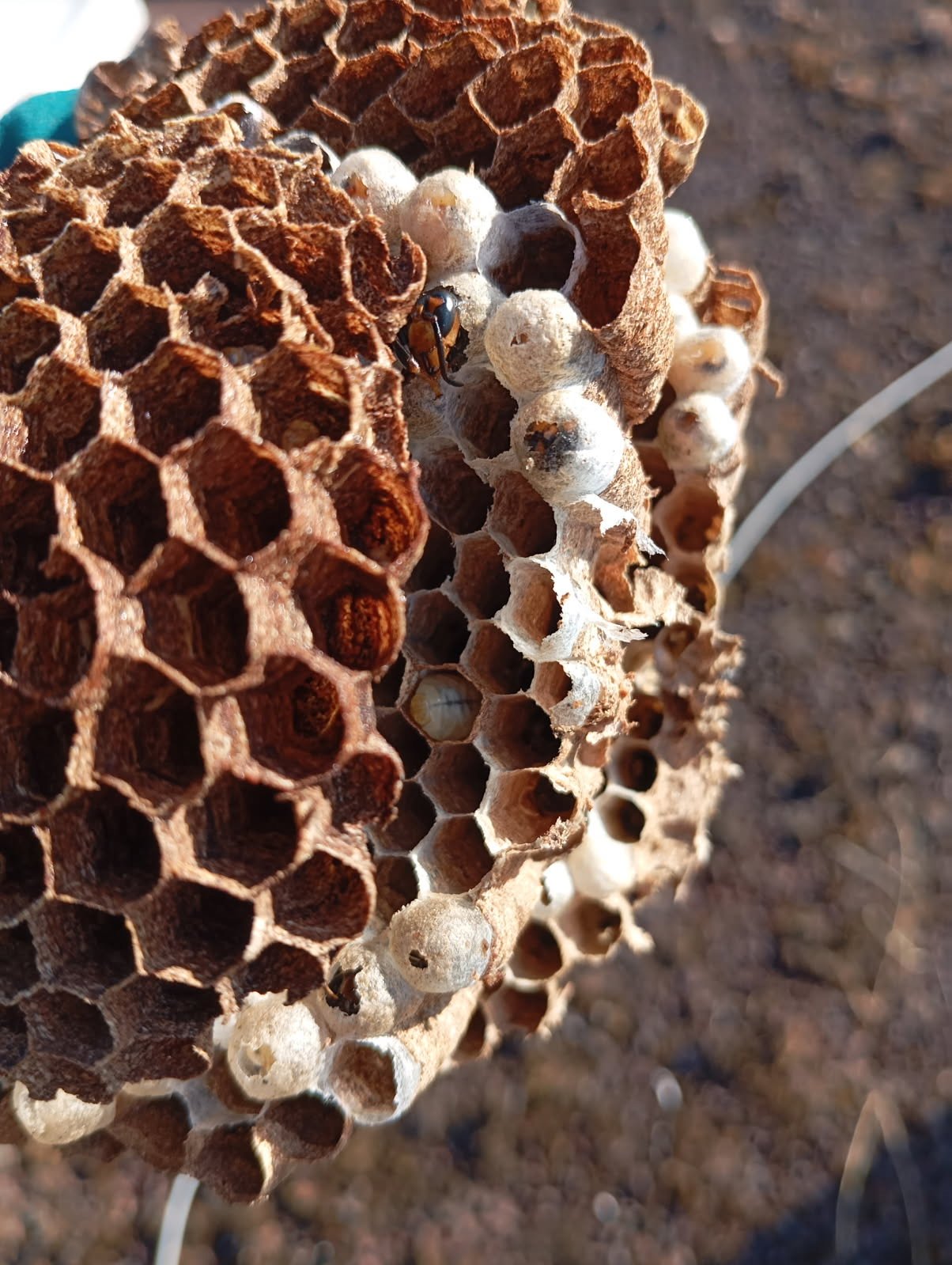 Traitement nid d'insectes